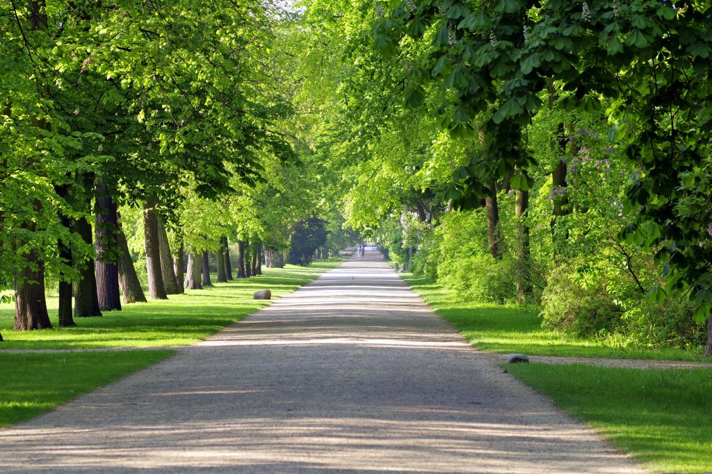 Alejka otoczona zielonymi drzewami w Łazienkach Królewskich w Warszawie