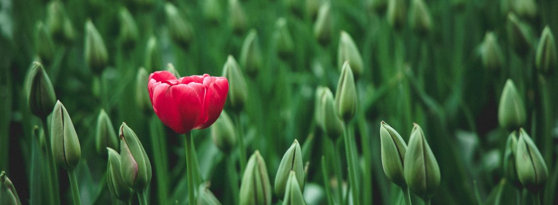 Czerwony tulipan na tle zieleni zÅ‚oÅ¼onej z jeszcze nierozwiniÄ™tych tulipanÃ³w jako przykÅ‚ad roÅ›linnoÅ›ci ogrodu botanicznego Warszawy